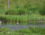 Dunkler Wasserläufer0002